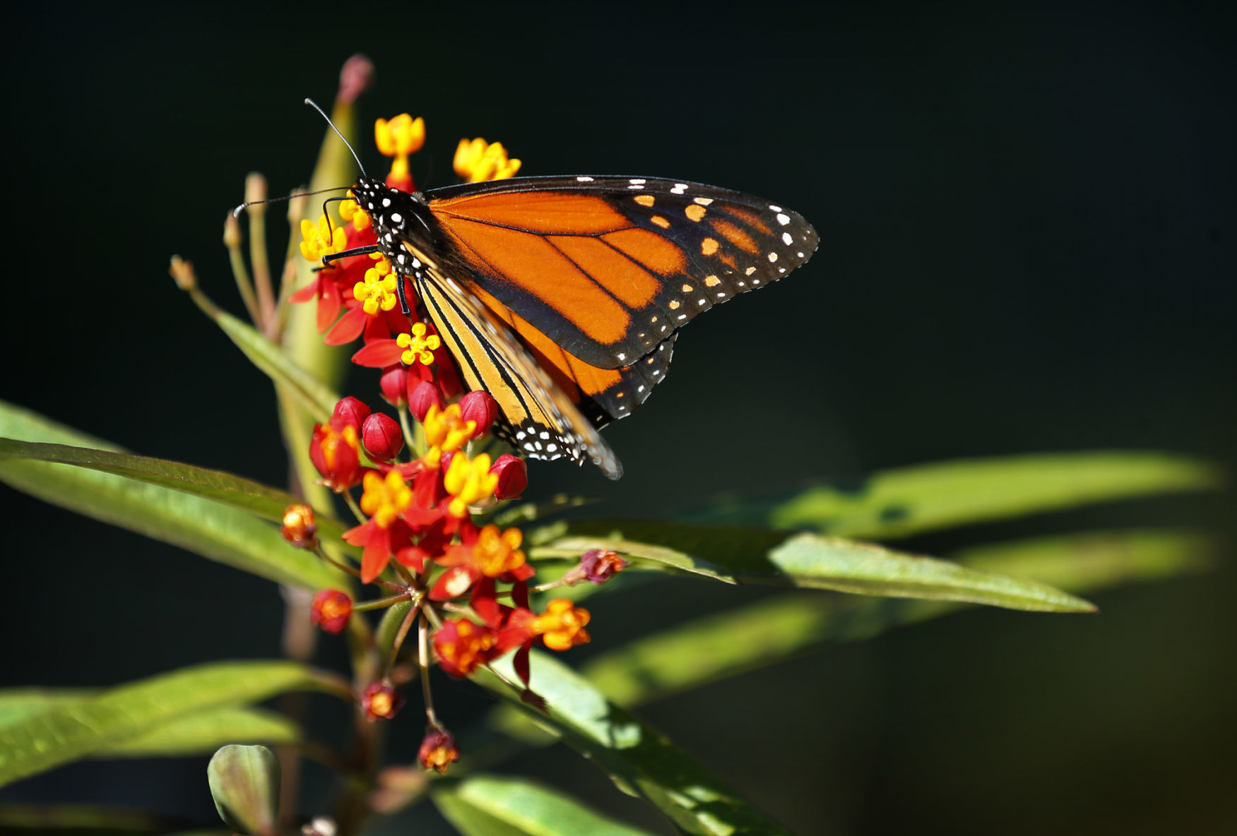 Monarch